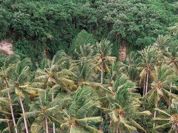 Full frame shot of plants growing on field