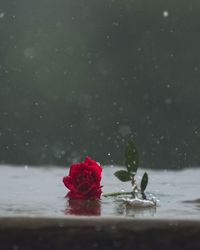 Close-up of red rose in water