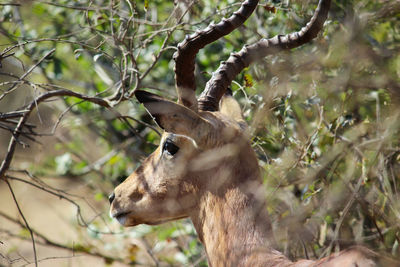 View of an animal on tree stump