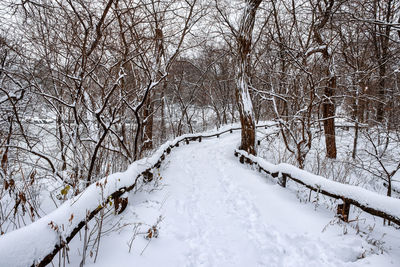 Bare trees on snow covered field