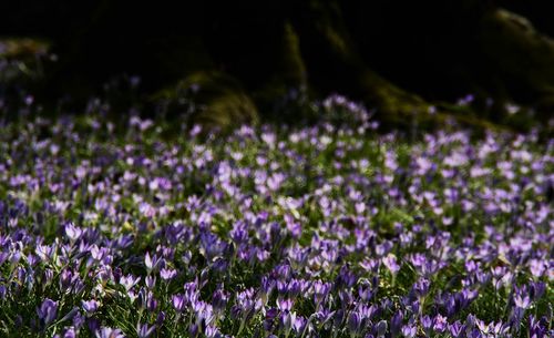 Purple flowers blooming in field