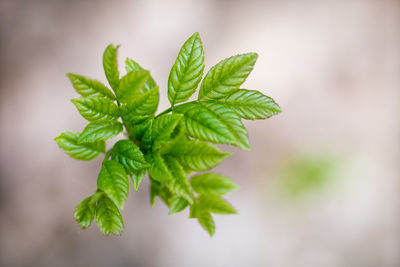 Close-up of leaves