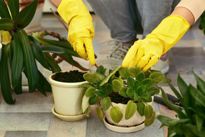 Close-up of potted plants on flooring