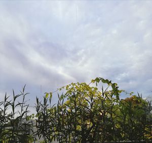 Low angle view of plants against sky