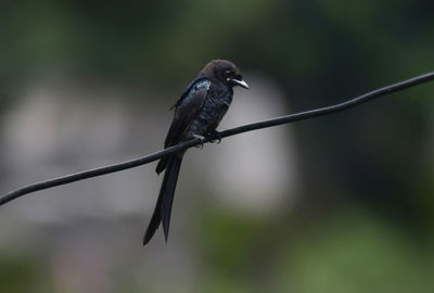 Close-up of a black drongo perched on a cable.