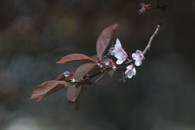Close-up of wilted flower