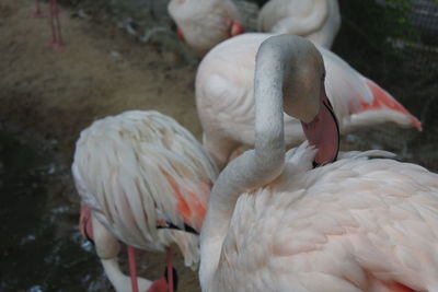 Close-up of birds