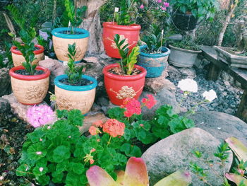 Potted plants