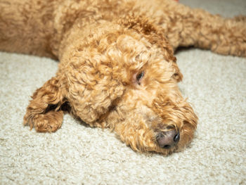 High angle view of dog lying on rug