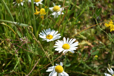 Close-up of white flowers blooming outdoors
