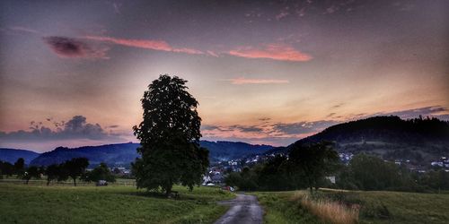 Scenic view of trees on field against sky at sunset
