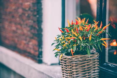 Close-up of potted plant