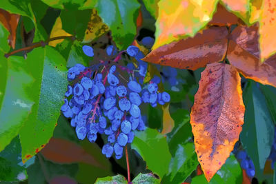 Close-up of purple flowering plant leaves