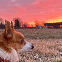 dog