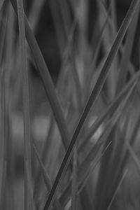 Close-up of plant