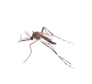 Close-up of spider on white background