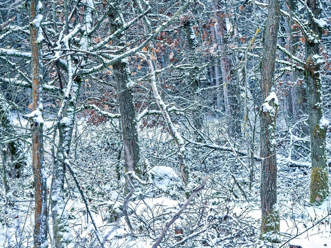 VIEW OF SNOW COVERED TREE TRUNK