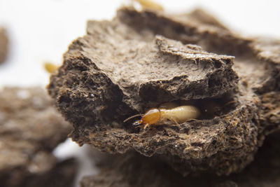 Close-up of crab on rock