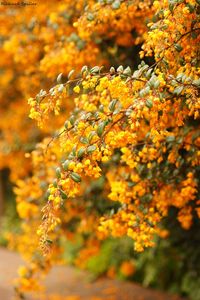Close-up of yellow flowers on tree trunk