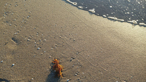 High angle view of footprints on sand