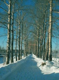 Snow covered trees in forest