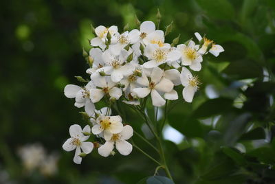 Close-up of white flowering plant