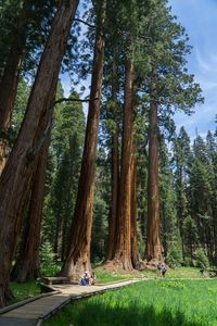 Trees in forest