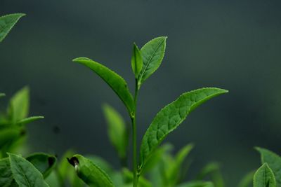 Close-up of plant growing outdoors