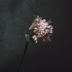 Close-up of flowers