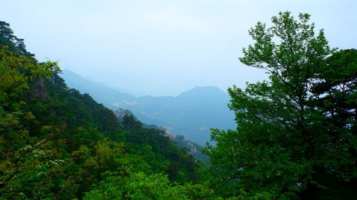 Scenic view of trees and mountains against sky