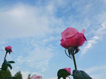 Low angle view of pink rose against sky