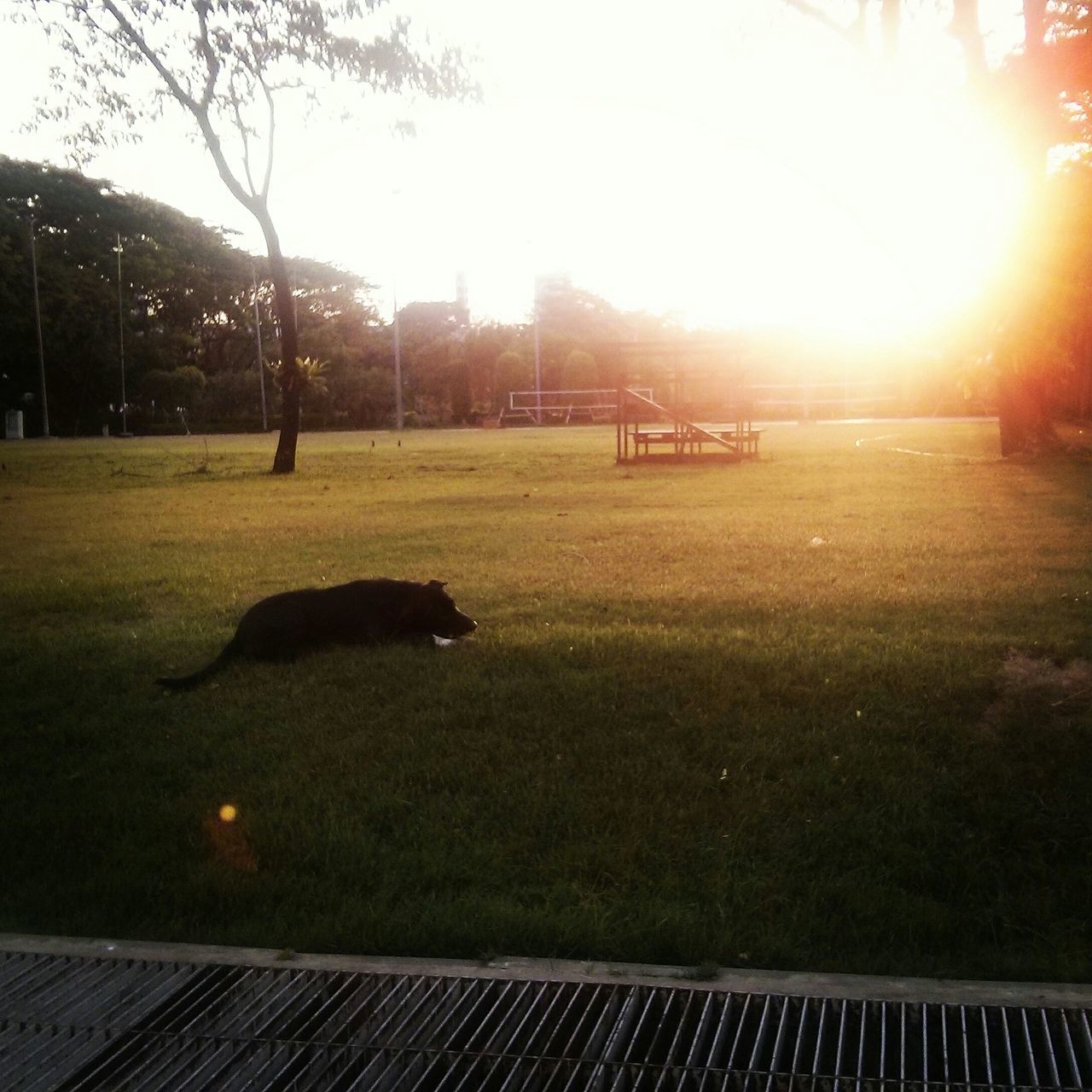 grass, domestic animals, tree, sunlight, animal themes, sun, field, clear sky, lens flare, grassy, dog, pets, one animal, sunbeam, mammal, park - man made space, nature, landscape, built structure, building exterior