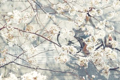 High angle view of apple blossoms in spring