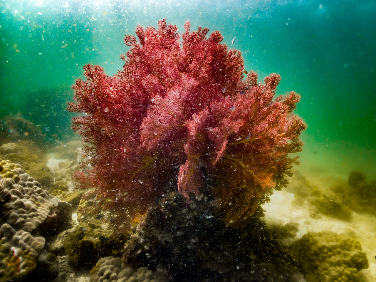 CLOSE-UP OF CORAL ON SEA WATER