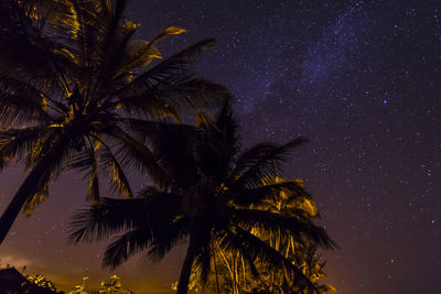 Low angle view of palm trees against sky at night