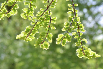 Close-up of fresh green leaves on tree