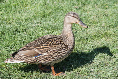 Side view of a bird on grass