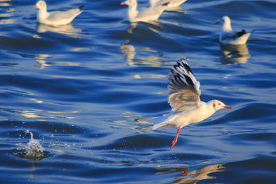 Seagulls flying over lake