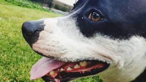 Close-up portrait of dog