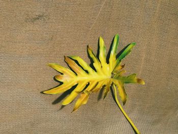 Close-up of yellow leaf