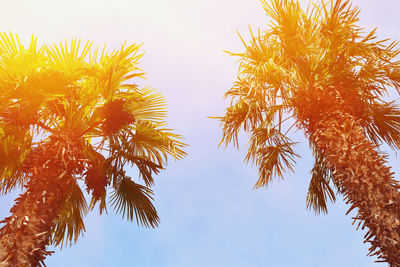 Low angle view of palm tree against clear sky