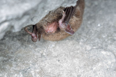 Daubenton's bat- myotis daubentonii