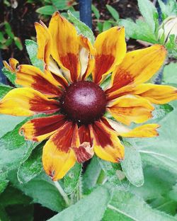 Close-up of yellow flower