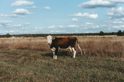 Cow grazing on field against sky