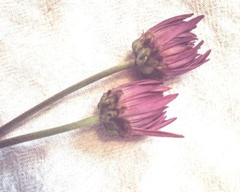 Close-up of flowers