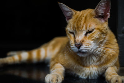 Close-up of a cat