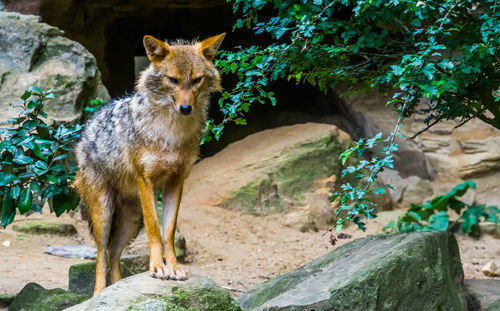 Portrait of an animal on rock