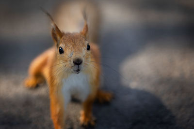 Squirrel sits on ground and looks at camera. sammer color of animal