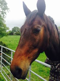 Close-up of horse in field