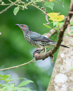 Close-up of bird perching on branch